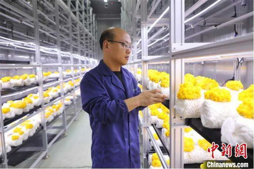 山東多地加快發(fā)展數(shù)字農(nóng)業(yè)，智慧農(nóng)田新模式引領(lǐng)鄉(xiāng)村振興